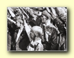 Heil Hitler!
